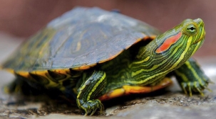 Червоновуха черепаха: фото, догляд і утримання, годування, відео | by  Andrew Eastwood | Medium
